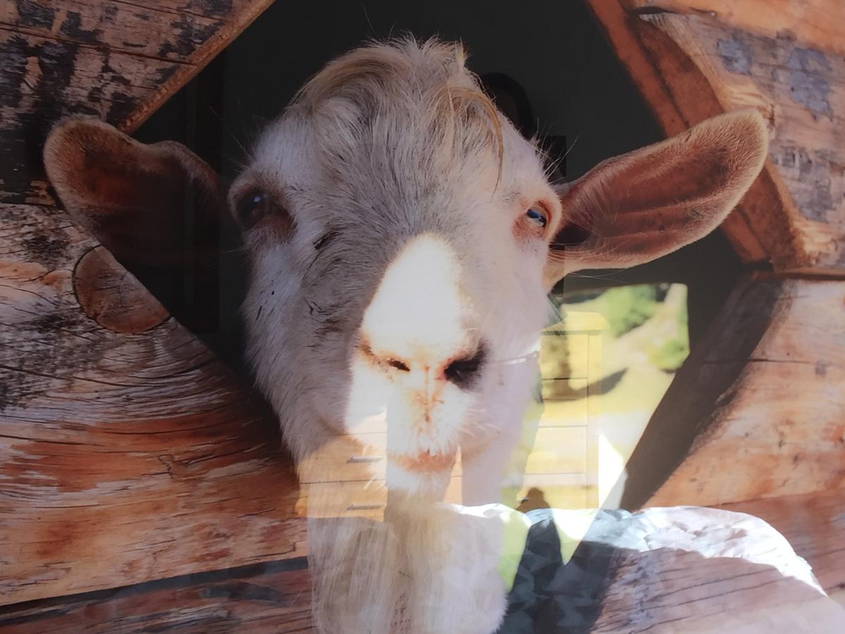 Bergziege Daire Braunlage Dış mekan fotoğraf